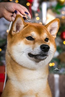 picture of dog