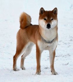 picture of dog