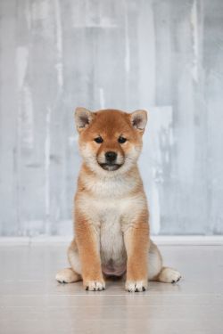 picture of dog