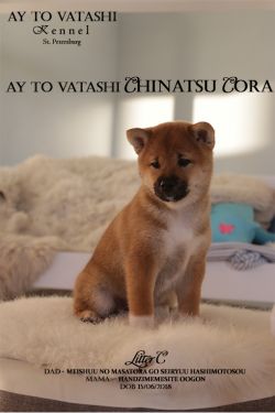 picture of dog