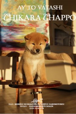 picture of dog