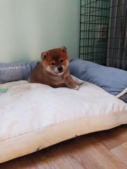 picture of dog