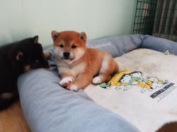 picture of dog