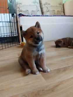 picture of dog