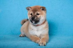 picture of dog
