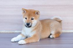picture of dog
