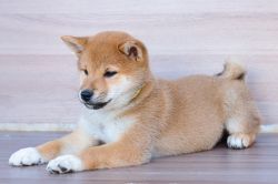 picture of dog