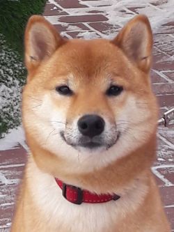 picture of dog