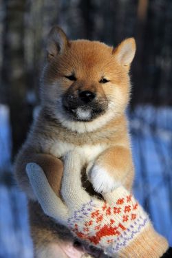 picture of dog