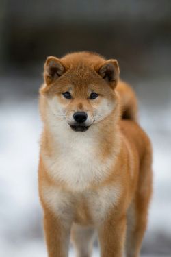 picture of dog