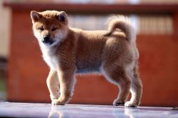 picture of dog