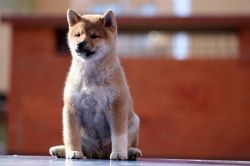 picture of dog