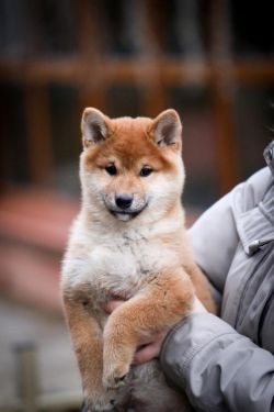 picture of dog