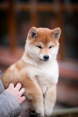 picture of dog
