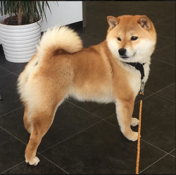 picture of dog