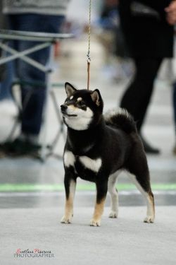 picture of dog