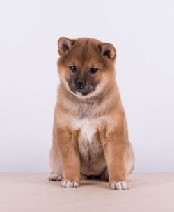 picture of dog