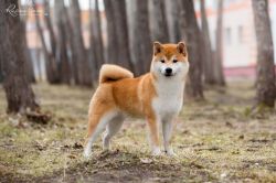 picture of dog
