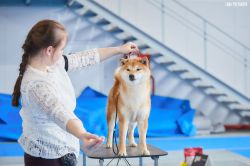 picture of dog