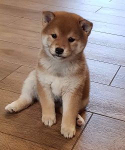 picture of dog