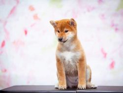 picture of dog