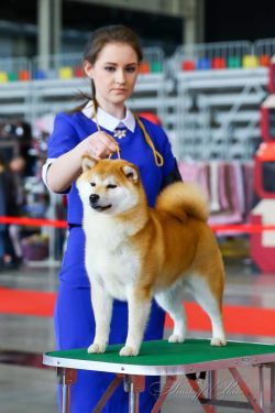 picture of dog
