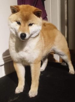 picture of dog