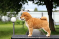 picture of dog