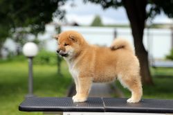 picture of dog