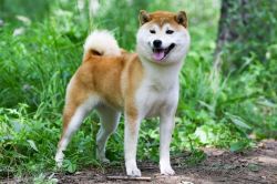 picture of dog