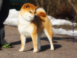 picture of dog