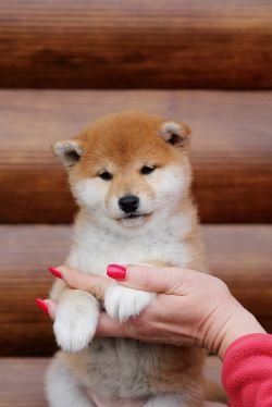 picture of dog