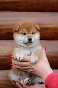 picture of dog