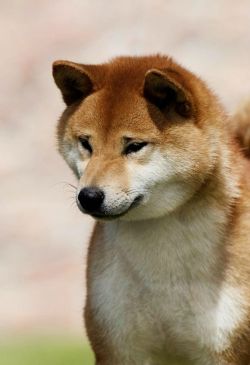 picture of dog