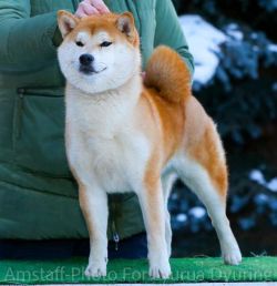 picture of dog