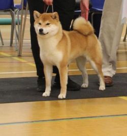 picture of dog