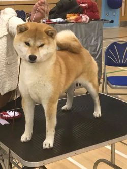 picture of dog