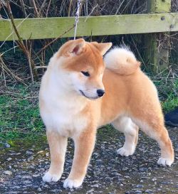 picture of dog