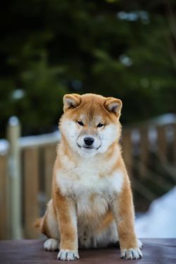 picture of dog