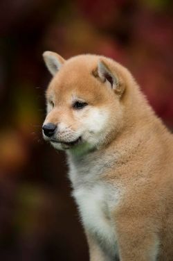 picture of dog