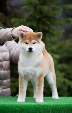 picture of dog
