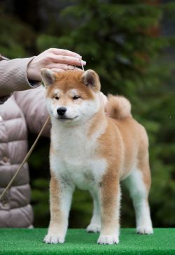 picture of dog