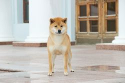 picture of dog