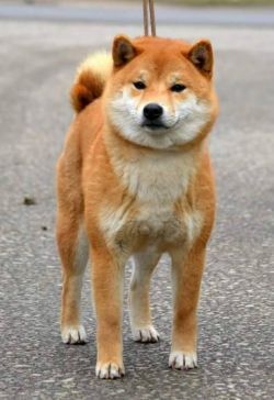 picture of dog