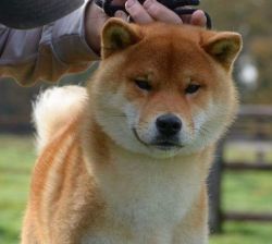 picture of dog