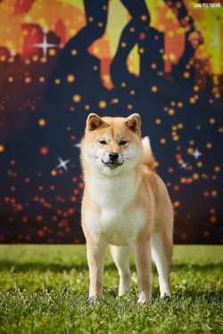 picture of dog
