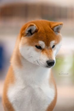 picture of dog