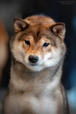 picture of dog