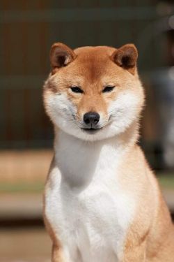 picture of dog