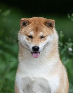 picture of dog